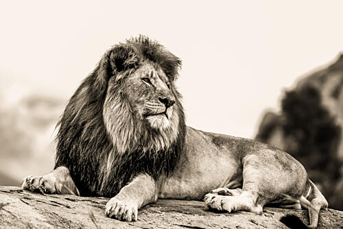 Majestic African Lion Art Print