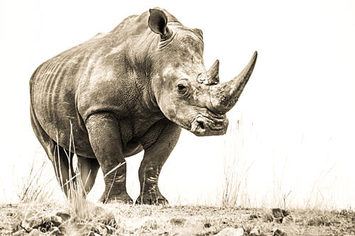 Majestic African Rhino Art Print by Heinrich Carstens