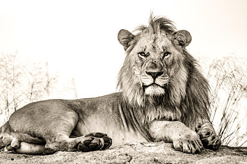 Powerful Lion Portrait Art Print