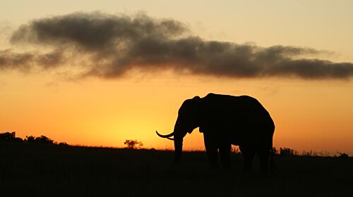 Elephant Sunset Silhouette Art Print by Heinrich Carstens