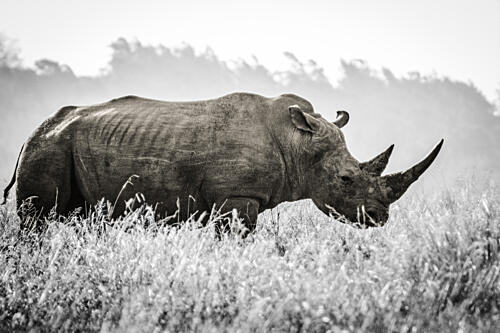 Black and White Rhino Art Print by Heinrich Carstens