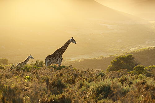 Golden Hour Giraffes Art Print by Heinrich Carstens