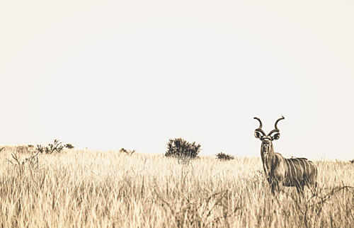 African Kudu in Grass Art Print by Heinrich Carstens