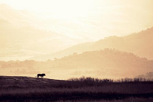 African Lion Golden Hour Art Print by Heinrich Carstens