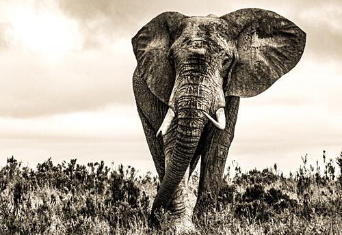 Majestic African Elephant Art Print by Heinrich Carstens
