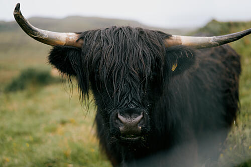 Shaggy Highland Cow Art Print