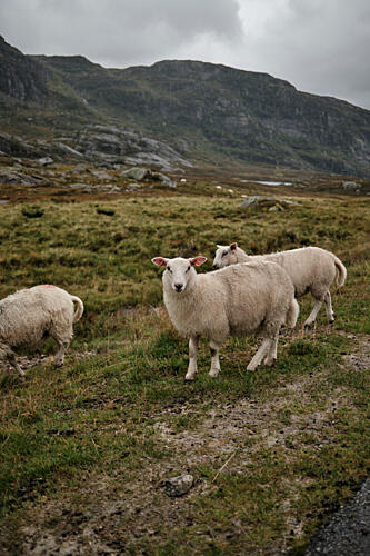 Sheep in Mountain Landscape Art Print