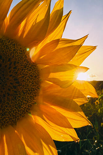 Golden Sunflower Sunset Art Print