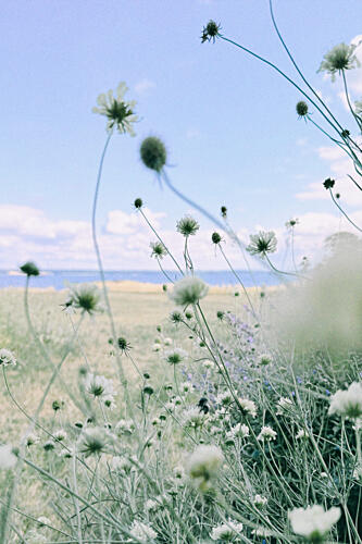 Delicate White Flowers Field Art Print