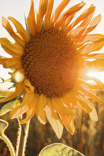 Sunlit Summer Sunflower Art Print