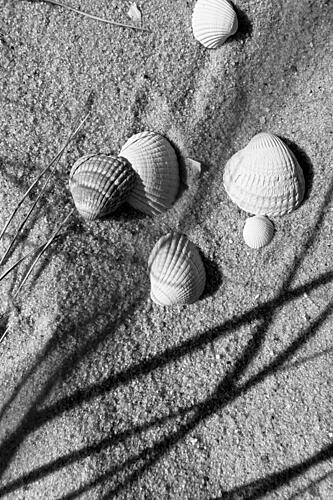 Seashells on Sand Art Print
