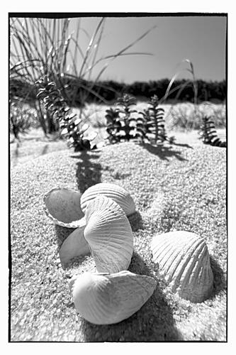 Seashells on Sandy Beach Art Print