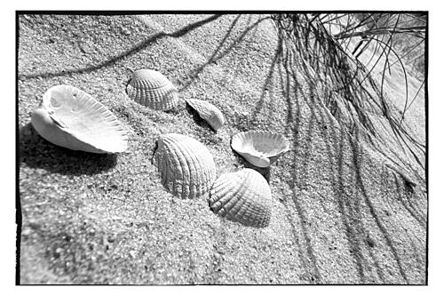 Seashells on Sandy Beach Art Print
