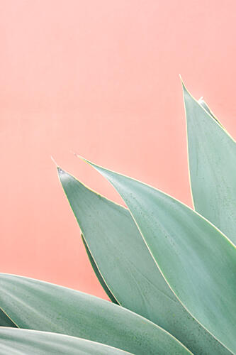 Green Agave Peach Art Print by HelloHappylife