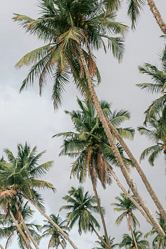 Tropical Palm Trees Art Print by HelloHappylife