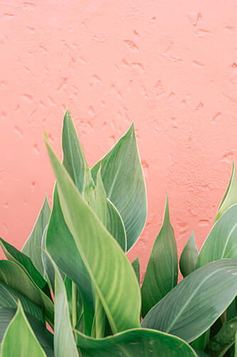 Tropical Leaves Pink Wall Art Print by HelloHappylife