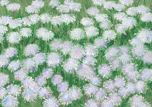 Field of White Flowers Art Print