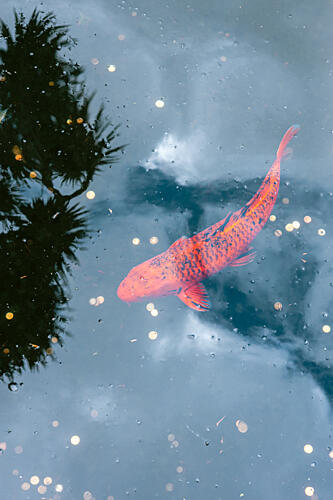 Orange Koi Water Reflection Art Print by HelloHappylife