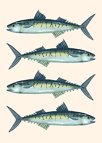 Four Mackerel Fish Art Print