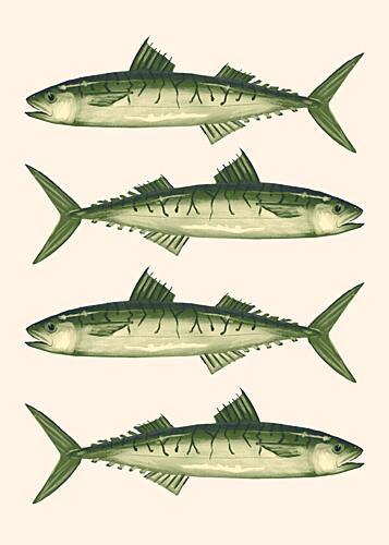 Four Green Mackerel Art Print