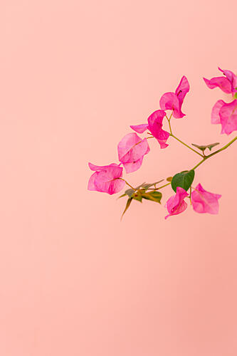 Vibrant Pink Bougainvillea Art Print by HelloHappylife