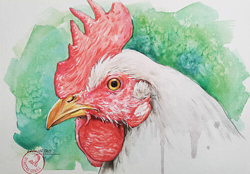 White Rooster Portrait Art Print by Hongtao Huang