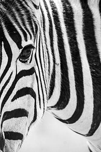 Black and White Zebra Art Print