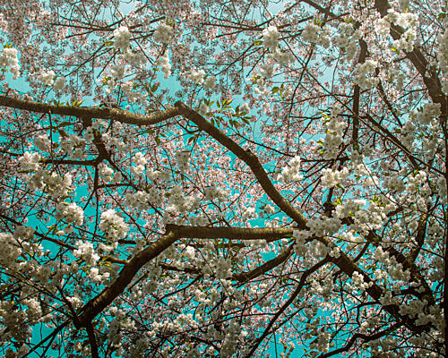 White Cherry Blossoms Art Print