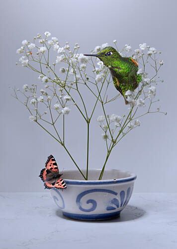 Hummingbird Butterfly Floral Bowl Art Print