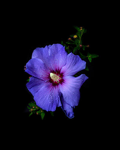 Dewy Purple Hibiscus Flower Art Print