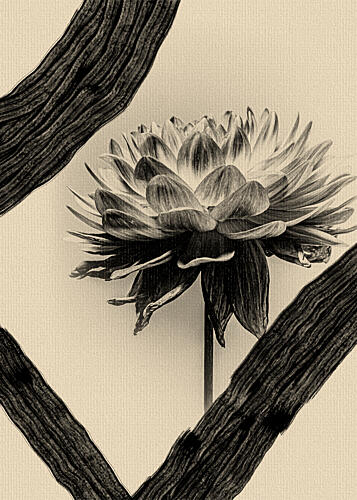 Sepia Dahlia Bloom Art Print