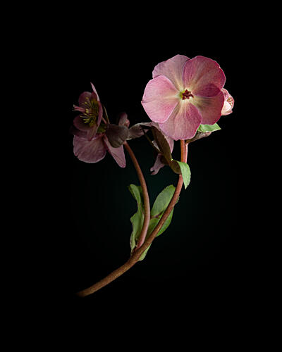 Moody Pink Hellebore Art Print