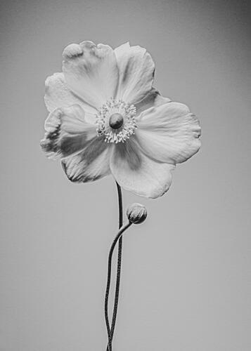 Monochrome Anemone Bloom Art Print