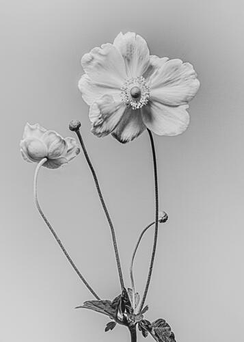 Elegant Anemone Flowers Art Print