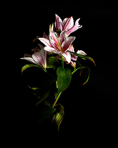 Elegant Pink Lily Bloom Art Print