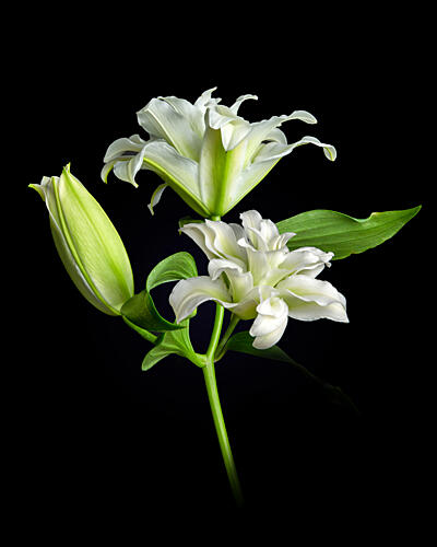 Elegant White Lilies Art Print