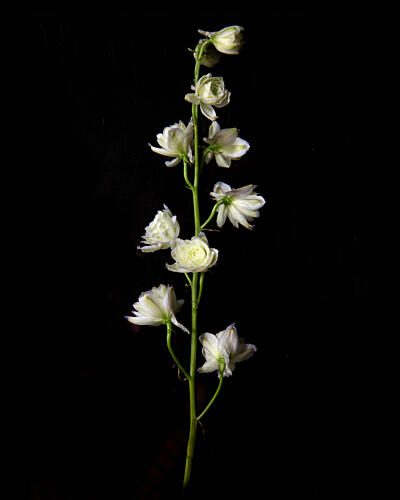 Elegant White Bloom Art Print