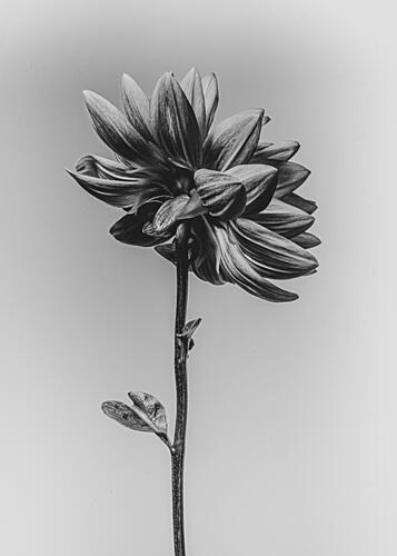 Elegant Monochrome Flower Art Print