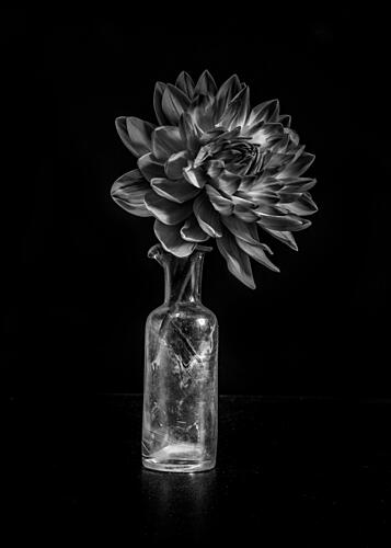 Dahlia in Glass Vase Art Print