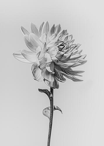 Monochrome Dahlia Bloom Art Print