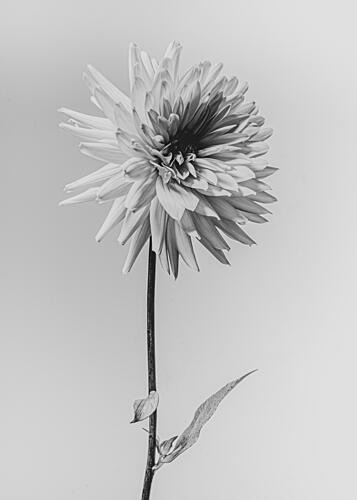 Monochrome Dahlia Flower Art Print