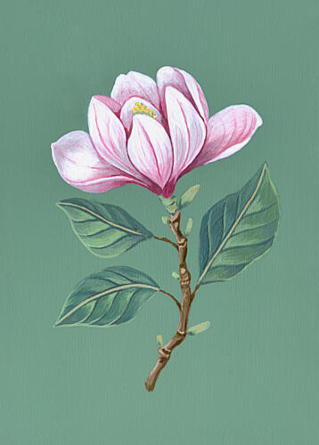 Pink Magnolia Bloom Art Print