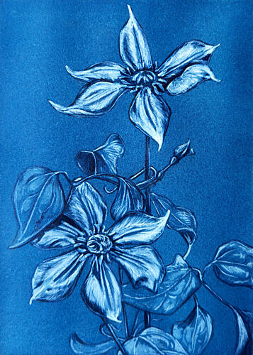 Blue Clematis Drawing Art Print