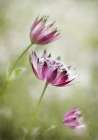 Astrantia Art Print