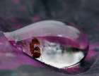 Caught In A Droplet Art Print by Jimmy Hoffman