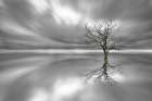 Ghost Tree Art Print