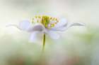 Nemorosa* Art Print