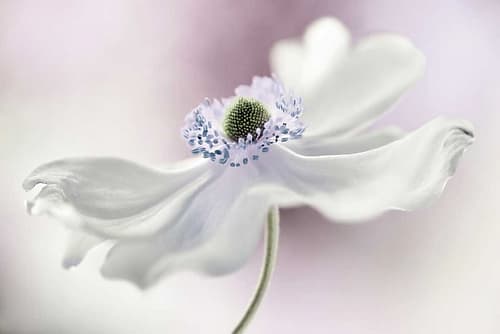 Anemone Breeze Art Print by Mandy Disher