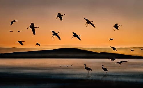 Fly-In At Sunset Art Print by Shenshen Dou