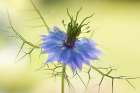 Nigella